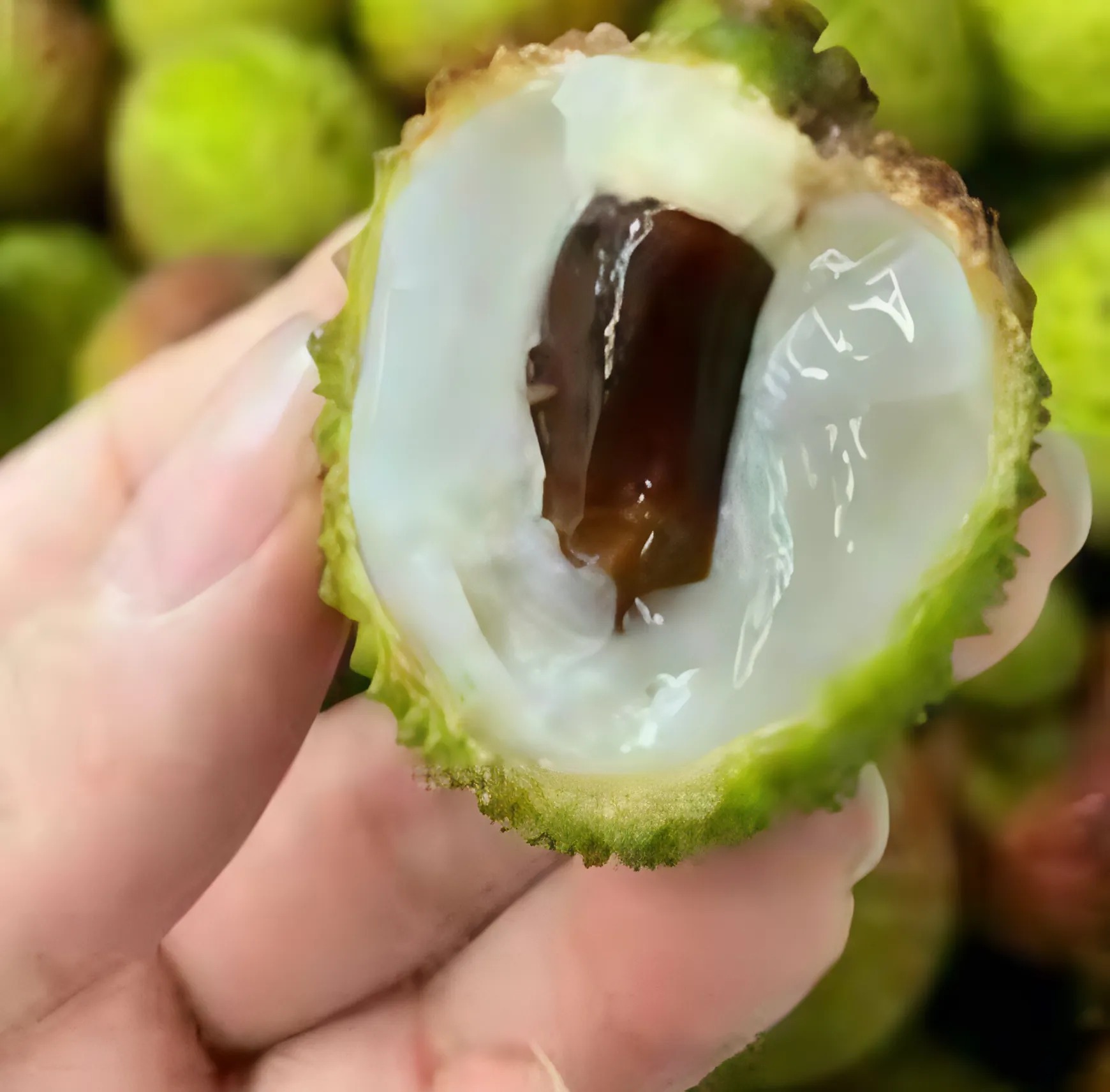 Litchi