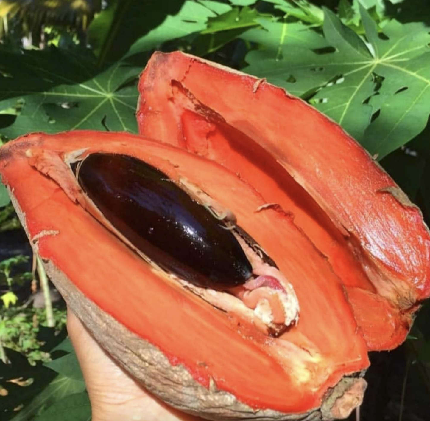Sapote